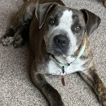 Granger -  American Staffordshire Terrier Dog for Adoption in Seguin, Texas - Granger | PetCurious