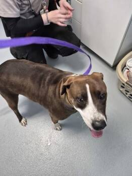 Pit Bull Terrier Dogs Available for Adoption in Lawrenceville, Georgia - Pen 156 Sprinkles | PetCurious