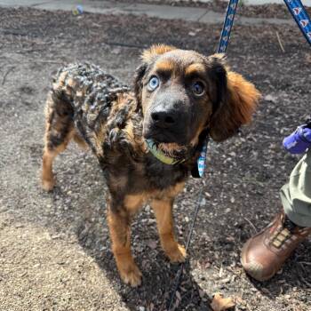 Mixed Breed and Miniature Poodle Dogs Available for Adoption - Henri | PetCurious