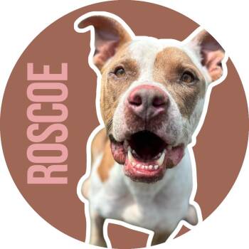 Rescue American Staffordshire Terrier Dogs for Adoption in Fort Worth, Texas - Roscoe | PetCurious
