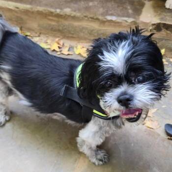 Snookie Bear -  Shih Tzu Dog for Adoption in Plano, Texas - Snookie Bear | PetCurious