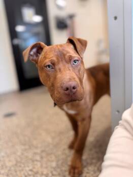 Mixed Breed Dogs Available for Adoption - Anna | PetCurious