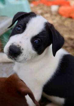 American Staffordshire Terrier Dogs Available for Adoption in Duluth, Minnesota - Storm | PetCurious