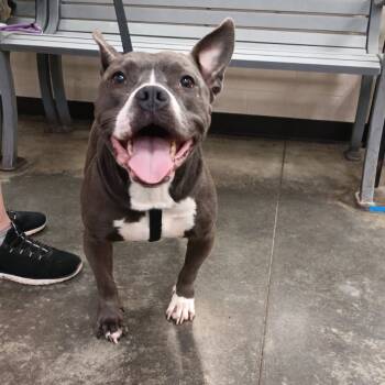 Rescue Mixed Breed Dogs for Adoption in Memphis, Tennessee - Mary Jane | PetCurious