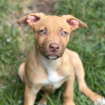 CARMELA -  Pit Bull Terrier Dog for Adoption in San Francisco, California - CARMELA | PetCurious