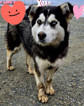 Rescue Alaskan Malamute and Siberian Husky Dogs for Adoption in Seattle, Washington - KIT BELLEW | PetCurious