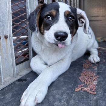 Terrier Dogs Available for Adoption in Springfield, Georgia - Scout | PetCurious