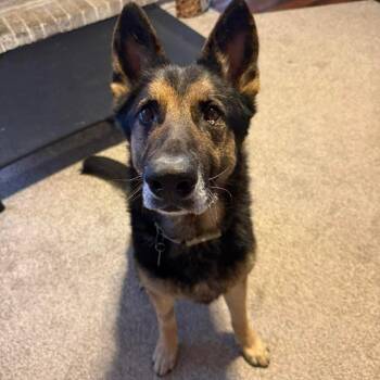 German Shepherd Dog Dogs Available for Adoption - Klaus 2 | PetCurious