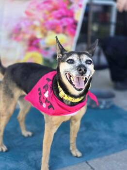 Rescue Mixed Breed Dogs for Adoption in Kempner, Texas - Hershey | PetCurious