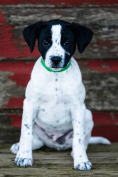 Pumpkin Farm -  Rat Terrier and Labrador Retriever Dog for Adoption in Waunakee, Wisconsin - Pumpkin Farm | PetCurious