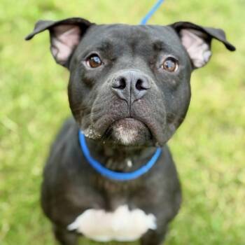 Rescue Pit Bull Terrier Dogs for Adoption in Battle Creek, Michigan - Bella | PetCurious
