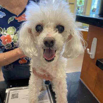 Winnie Bell -  Poodle Dog for Adoption in Lynchburg, Virginia - Winnie Bell | PetCurious