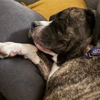 Mixed Breed Dogs Available for Adoption in Chicago, Illinois - Sheba | PetCurious