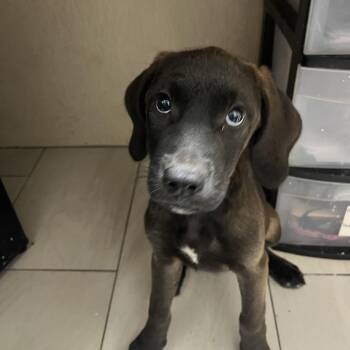 Chewie -  Labrador Retriever Dog for Adoption in Lufkin, Texas - Chewie | PetCurious