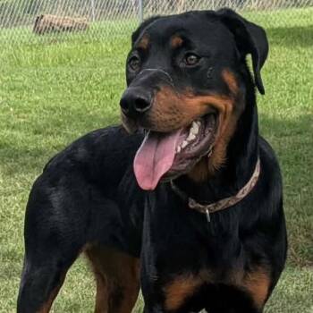 beauty -  Rottweiler Dog for Adoption in Anahuac, Texas - Beauty | PetCurious