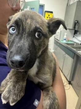 Belgian Shepherd Malinois and Husky Dogs Available for Adoption - Bento | PetCurious