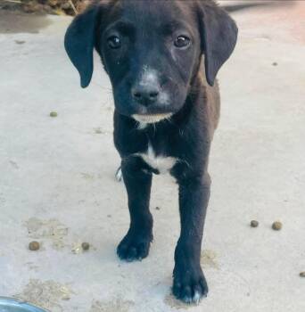Caleb -  Boxer Dog for Adoption in Santa Monica, California - Caleb | PetCurious