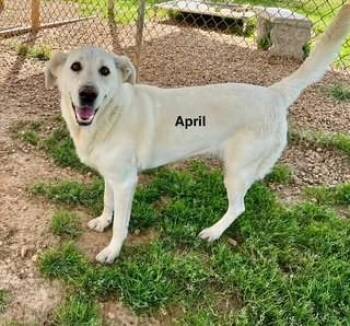 Labrador Retriever and Golden Retriever Dogs Available for Adoption in Lake Wylie, South Carolina - April | PetCurious