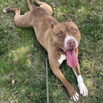 Mixed Breed Dogs Available for Adoption in Owosso, Michigan - Danson | PetCurious