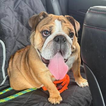 Isabella -  English Bulldog Dog for Adoption in Fredericksburg, Virginia - Isabella | PetCurious