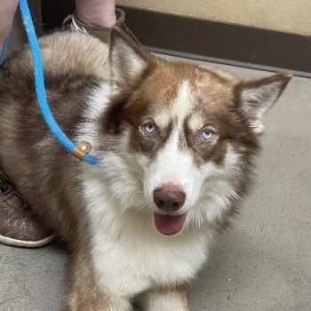 Copper -  Husky Dog for Adoption in Chelmsford, Massachusetts - Copper | PetCurious