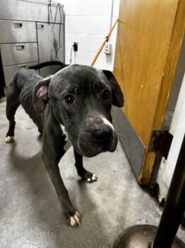 SAMPSON -  Pit Bull Terrier Dog for Adoption - SAMPSON | PetCurious