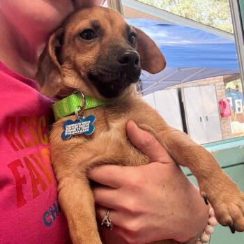 Fields -  Chihuahua and Dachshund Dog for Adoption in Boerne, Texas - Fields | PetCurious