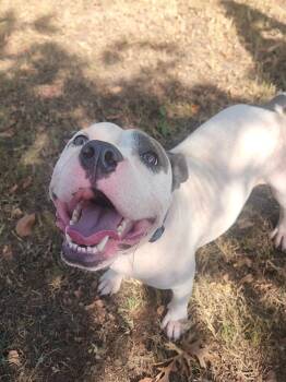 Rescue Pit Bull Terrier Dogs for Adoption in Greensboro, Alabama - Petey | PetCurious