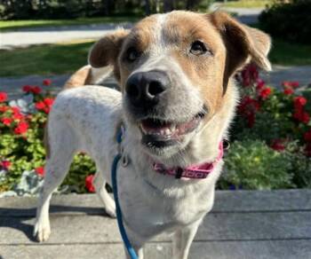 NUTMEG -  Australian Cattle Dog Blue Heeler Dog for Adoption in Anchorage, Alaska - NUTMEG | PetCurious