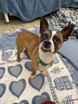 FERRIS -  Boston Terrier and Mixed Breed Dog for Adoption in Fort Wayne, Indiana - FERRIS | PetCurious