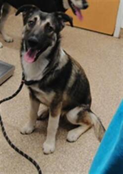 PEANUT -  Siberian Husky and Mixed Breed Dog for Adoption in Albuquerque, New Mexico - PEANUT | PetCurious