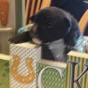 Rat Terrier and Pug Dogs Available for Adoption in Oklahoma City, Oklahoma - Ginger C-34440 | PetCurious