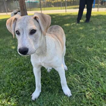 Ruckus -  Pit Bull Terrier and Mixed Breed Dog for Adoption in Fresno, California - Ruckus | PetCurious