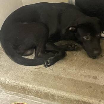 IVHS-Stray-143336 -  Black Labrador Retriever and Pit Bull Terrier Dog for Adoption in San Gabriel, California - IVHS-Stray-143336 | PetCurious
