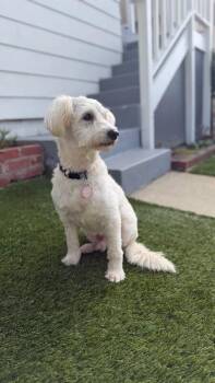 Bichon Frise Dogs Available for Adoption - Fluffy | PetCurious
