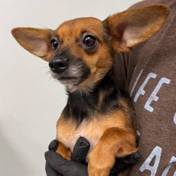 Lady -  Chihuahua Dog Available for Adoption in Abilene, Texas - Lady | PetCurious
