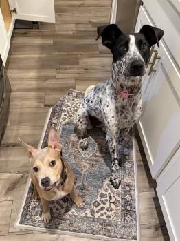 Maisie -  Hound Dog for Adoption in Columbia, Maryland - Maisie | PetCurious