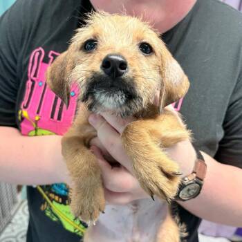 Yam -  Chihuahua and Dachshund Dog for Adoption in Boerne, Texas - Yam | PetCurious