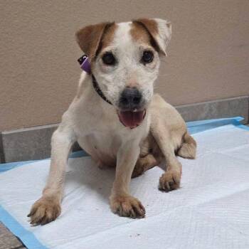 Ruby -  Jack Russell Terrier Dog for Adoption in Allen, Texas - Ruby | PetCurious