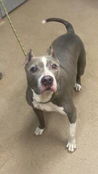 Mackenzie -  Mixed Breed Dog for Adoption in Chamblee, Georgia - Mackenzie | PetCurious