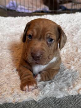 Cayenne -  Labrador Retriever and Miniature Schnauzer Dog for Adoption in Lakehead, California - Cayenne | PetCurious