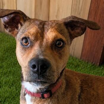 Valerie -  Beagle and Mixed Breed Dog for Adoption in Lenexa, Kansas - Valerie | PetCurious