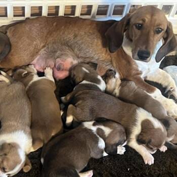 Tortellini -*Available 7/11*Chino Hills Location -  Basset Hound and Beagle Dog for Adoption in Chino Hills, California - Tortellini -*Available 7/11*Chino Hills Location | PetCurious
