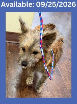 Dog Kennel #8 -  Terrier and Mixed Breed Dog for Adoption in Greenville, Texas - Dog Kennel #8 | PetCurious