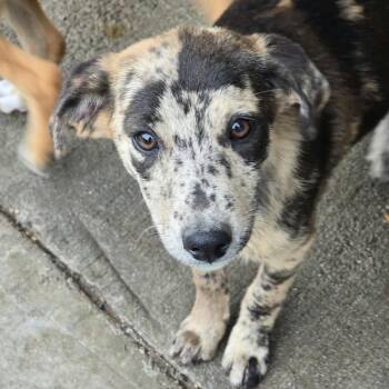 Rum OS AZ -  Cattle Dog Dog for Adoption in Las Vegas, Nevada - Rum OS AZ | PetCurious