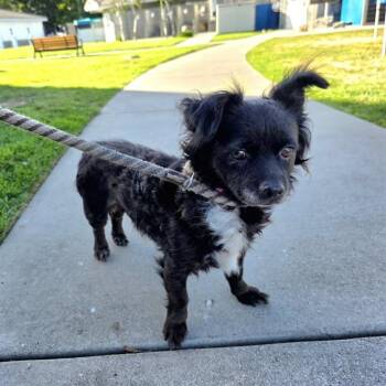 Chihuahua and Papillon Dogs Available for Adoption in Long Beach, California - ITSY BITSY | PetCurious