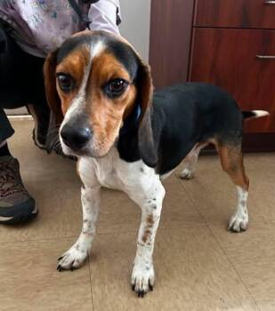 Queso -  Beagle Dog for Adoption in Chambersburg, Pennsylvania - Queso | PetCurious