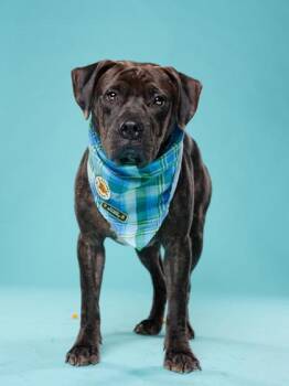 Union -  Mixed Breed Dog for Adoption in Atlanta, Georgia - Union | PetCurious
