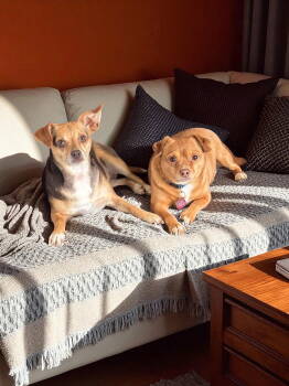 Rescue Chihuahua Dogs for Adoption in Nashville, Tennessee - Manny (bonded With Sandy) | PetCurious