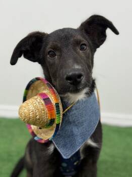 Mountain Cur and Belgian Shepherd Malinois Dogs Available for Adoption - Charlie | PetCurious